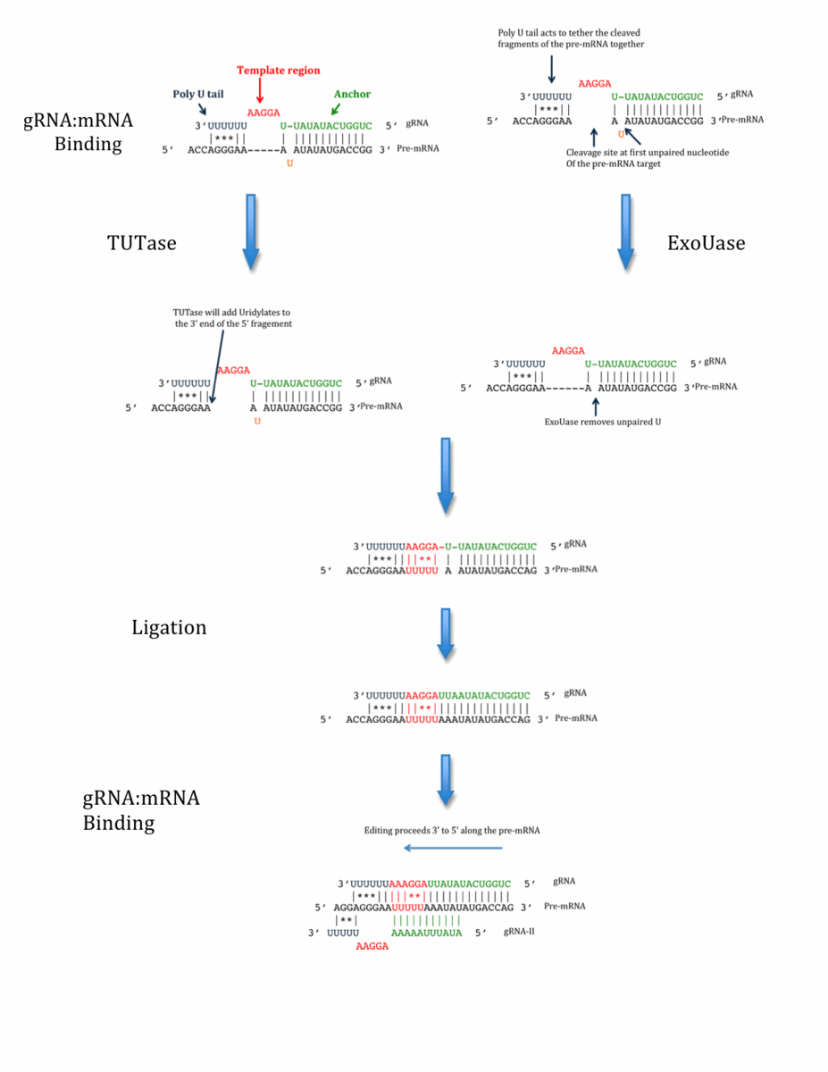 Guide RNA | McManus Lab